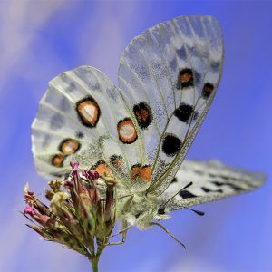 Apollo parnassius butterfly